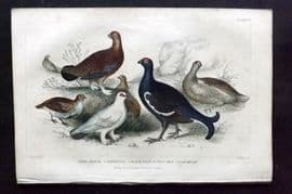 Goldsmith 1866 HCol Bird Print. Red Grouse, Partridge, Grey Hen, Ptarmigan 56