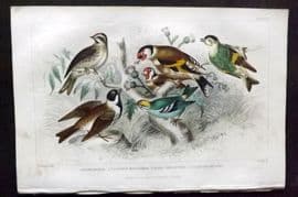 Goldsmith 1866 HCol Bird Print. Redpole, Goldfinch, Siskin, Reed Bunting 59