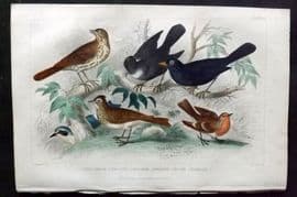 Goldsmith 1866 HCol Bird Print. Song Thrush, Ring-Ouzel, Blackbird, Robin 58