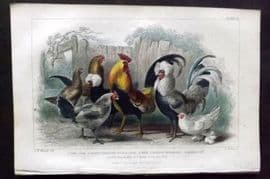 Goldsmith 1866 HCol Poultry Print. Game Cock, Spangled Polish, Dorking Hen 53
