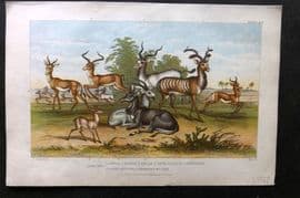 Goldsmith 1872 Print. Antelopes - Gazelle, Springbock etc