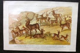 Goldsmith 1872 Print. Deer - Incl Reindeer & Stag