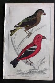 Goldsmith C1850 Hand Col Bird Print. American & White Winged Crossbill 34