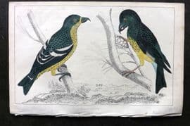 Goldsmith C1850 Hand Col Bird Print. American & White Winged Crossbill 36