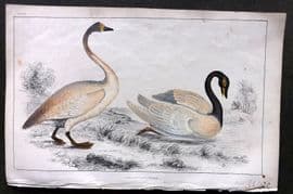 Goldsmith C1850 Hand Col Bird Print. Bewick's & Black Necked Swan 29