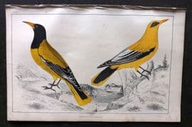 Goldsmith C1850 Hand Col Bird Print. Black Headed & Black Cheeked Oriole 18
