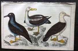 Goldsmith C1850 Hand Col Bird Print. Common, Sooty & Black-Eyed Albatross 71