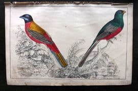 Goldsmith C1850 Hand Col Bird Print. Duvancel's & Narina Trogon 64
