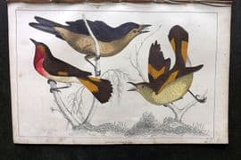Goldsmith C1850 Hand Col Bird Print. Gnat Catchers 24