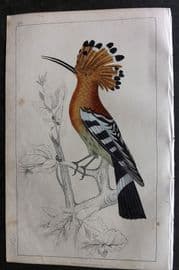 Goldsmith C1850 Hand Col Bird Print. Hoopoe 22