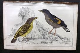 Goldsmith C1850 Hand Col Bird Print. Horsfield's Eurylaime 31
