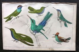Goldsmith C1850 Hand Col Bird Print. Hummingbirds 25