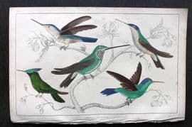 Goldsmith C1850 Hand Col Bird Print. Hummingbirds 26