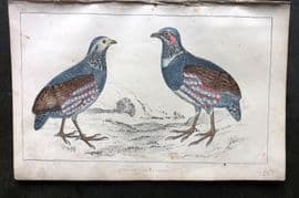 Goldsmith C1850 Hand Col Bird Print. Large Footed Partridge 19