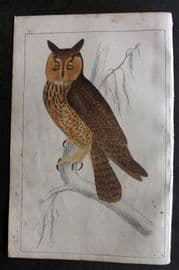 Goldsmith C1850 Hand Col Bird Print. Long Eared Owl 41