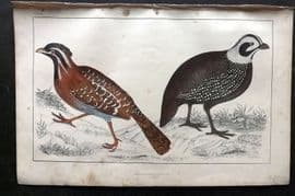 Goldsmith C1850 Hand Col Bird Print. Long Tailed & Montezuma's Quail 69