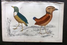 Goldsmith C1850 Hand Col Bird Print. Macklot's & Giant Breve 55