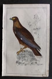Goldsmith C1850 Hand Col Bird Print. New Zealand Caracara 20