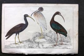 Goldsmith C1850 Hand Col Bird Print. Papillated, White, Metallic Ibis 49