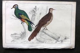 Goldsmith C1850 Hand Col Bird Print. Purple Crowned & Red Collared Pigeon 21