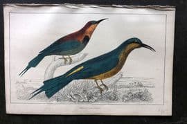 Goldsmith C1850 Hand Col Bird Print. Red Winged & Blue Headed Bee Eater 01