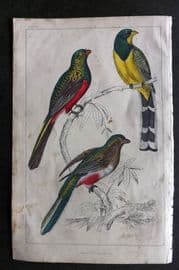 Goldsmith C1850 Hand Col Bird Print. Reinwardt's & Flower Courouncoui 37
