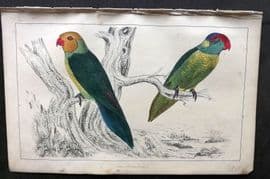 Goldsmith C1850 Hand Col Bird Print. Slender & Iris Parrakeet 61