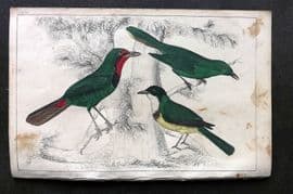 Goldsmith C1850 Hand Col Bird Print. Thrish Shrikes 28