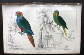 Goldsmith C1850 Hand Col Bird Print. Tiriba & Coquette Parrakeet 67