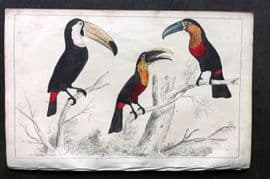 Goldsmith C1850 Hand Col Bird Print. Toco, Tocard & Blue Billes Toucans 23