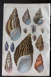 Goldsmith C1850 Hand Col Print. Agate, Turbo Shells 60