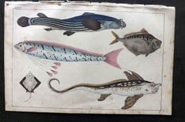 Goldsmith C1850 Hand Col Print. Anableps, Raia. Zeus Fish 33