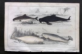 Goldsmith C1850 Hand Col Print. Common Porpoise, White Whale, Narwhal 30