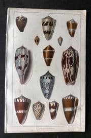 Goldsmith C1850 Hand Col Print. Cone Shells 44