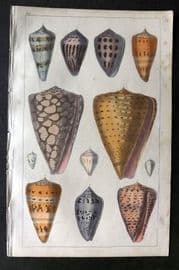 Goldsmith C1850 Hand Col Print. Cone Shells 45