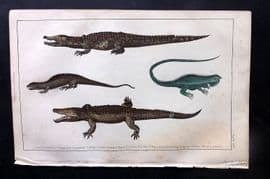 Goldsmith C1850 Hand Col Print. Crocodile of the Nile, Dragon Lizard, Guana 27