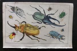 Goldsmith C1850 Hand Col Print. Gigantic, Golden Beetles 42 Insects