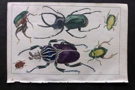 Goldsmith C1850 Hand Col Print. Kangaroo & Goliath Beetle etc 03