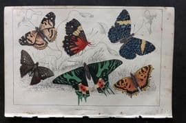 Goldsmith C1850 Hand Col Print. Painted Lady, Oriental Emperor Butterflies 40