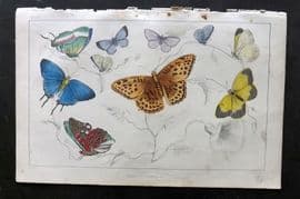 Goldsmith C1850 Hand Col Print. Royal, Azure Butterflies 39