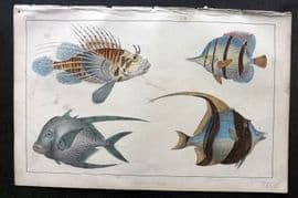 Goldsmith C1850 Hand Col Print. Scorpena, Chaetodon Fish 32