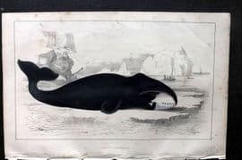 Goldsmith C1850 Hand Col Print. The True Whale 54