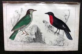 Goldsmith C1850 HC Bird Print Araponga Summer Bird & Red-Breasted Fruit Crow 66