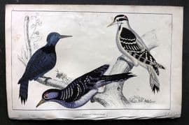 Goldsmith C1850 HC Bird Print. Black Breasted, Hariy, Red-Cockaded Woodpecker 50