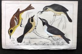 Goldsmith C1850 HCol Bird Print Yellow Thorat, Maryland & Kentucky Warbler 56