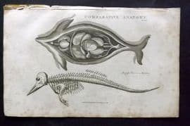 Good 1813 Antique Print. Comparitive Anatomy Porpoise Viscera & Skeleton 66