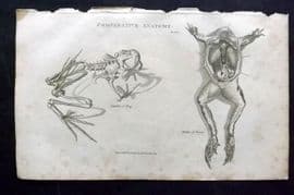 Good 1813 Antique Print. Comparitive Anatomy Skeleton & Viscera of Frog 65