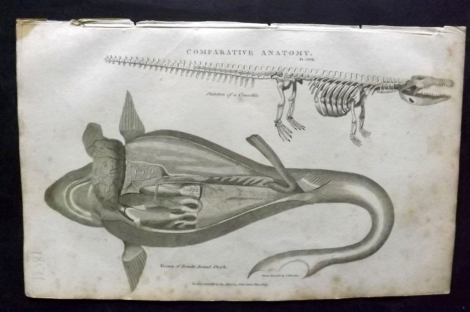 Good 1813 Print Anatomy Skeleton of a Crocodile Viscera of Round Shark 67