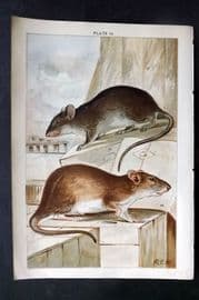 Gordon C1900 Antique Print. Black and Brown Rat 12