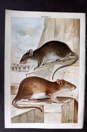 Gordon C1900 Antique Print. Black & Brown Rat 12